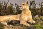 Torres del Paine puma resting, Chile Art Print